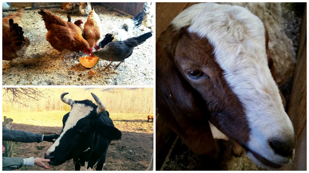 Photo collage of Indraloka animals